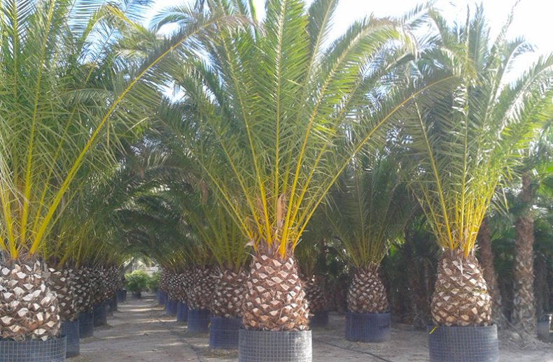 Phoenix canariensis