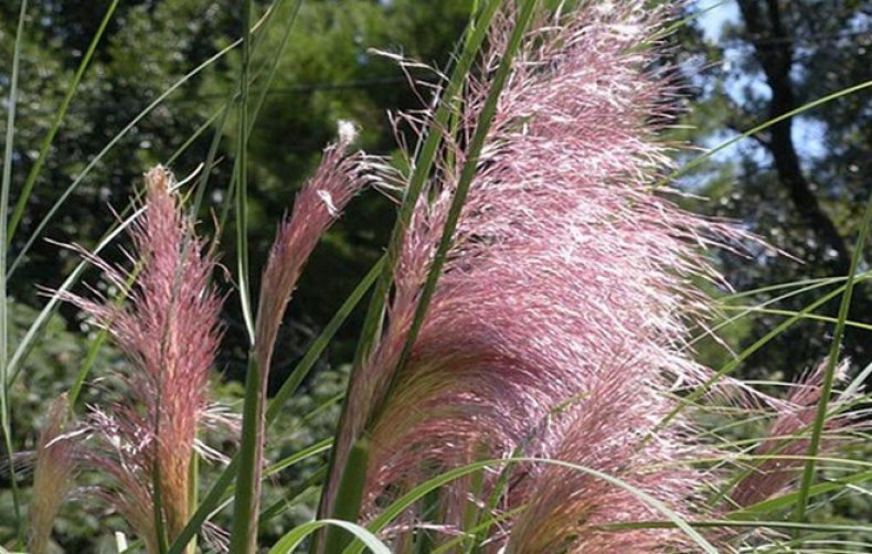 Pink Feather