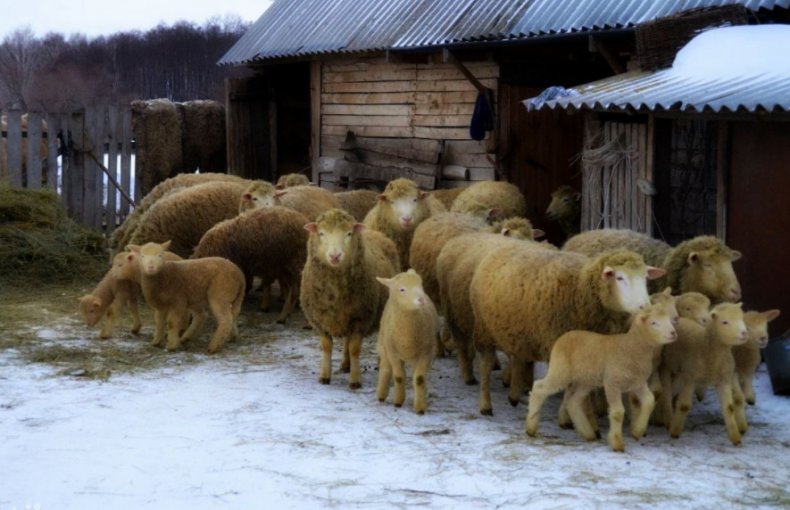 Овцы куйбышевской породы