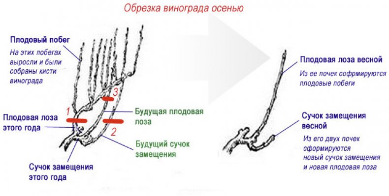 Обрезка винограда осенью