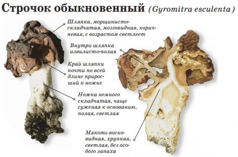 Строчок обыкновенный