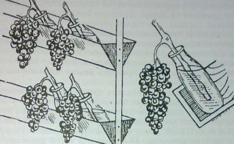 хранения винограда на гребненожках