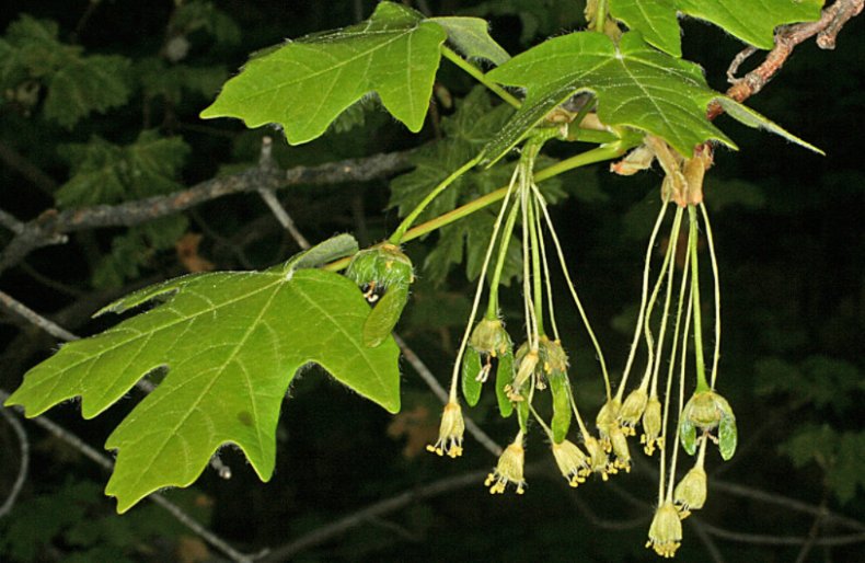 Acer grandidentatum