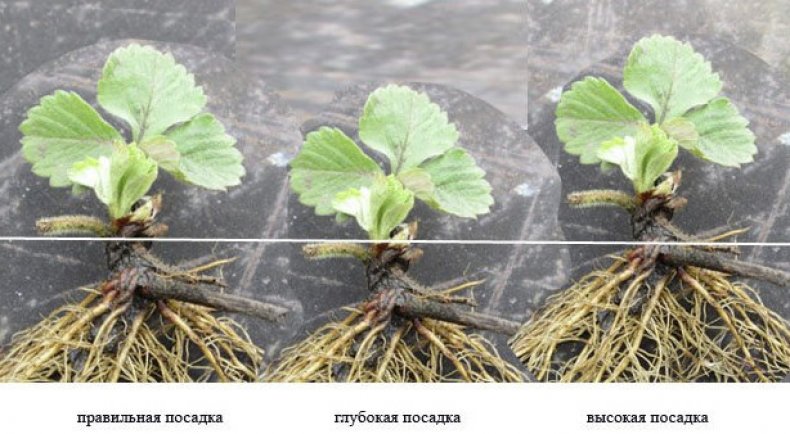 Правильная посадка клубники