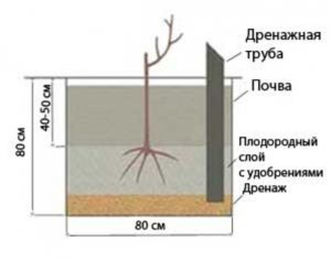 Схема посадки саженца винограда