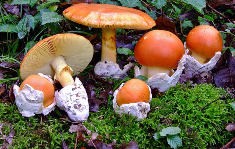 Amanita caesarea