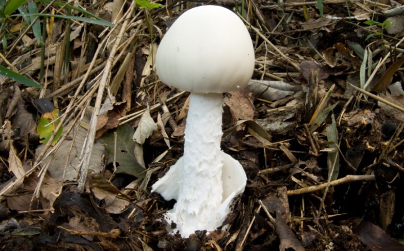 Amanita virosa