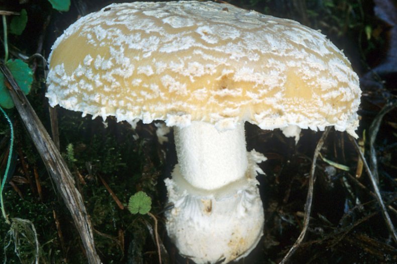 Amanita gemmata