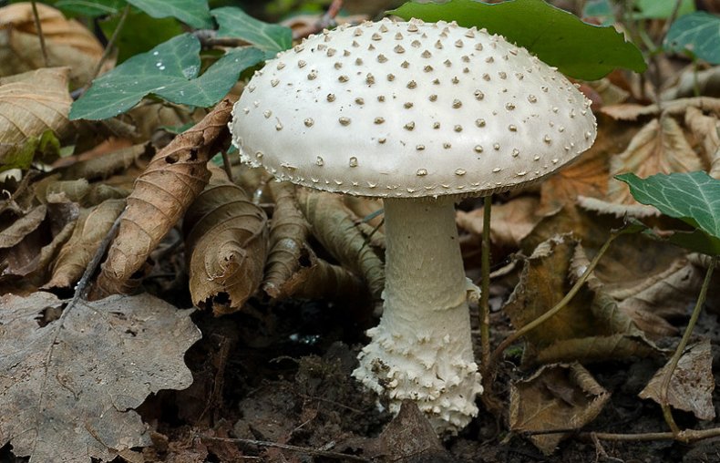 Amanita echinocephala