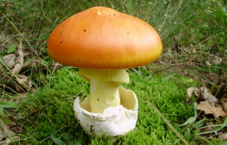 Amanita caesarea