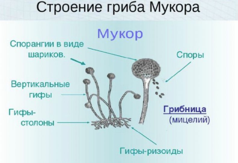 Строение гриба