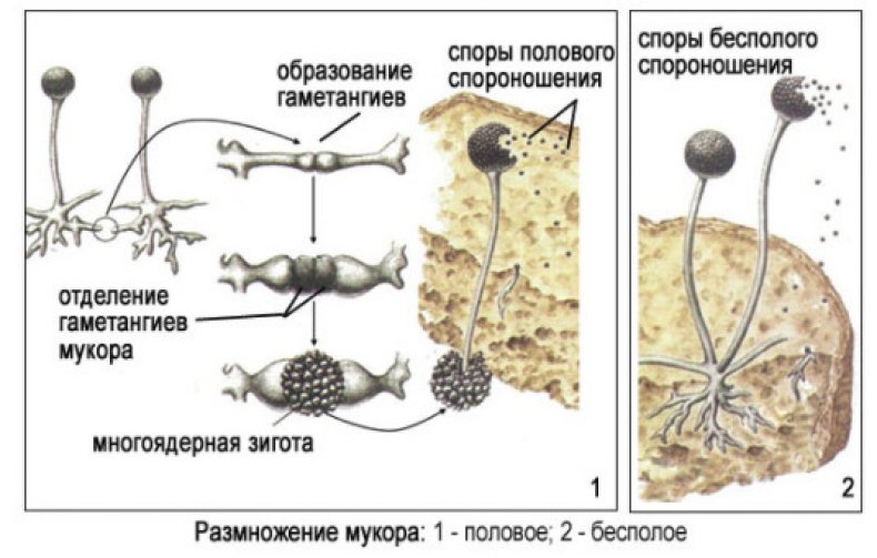 Размножение