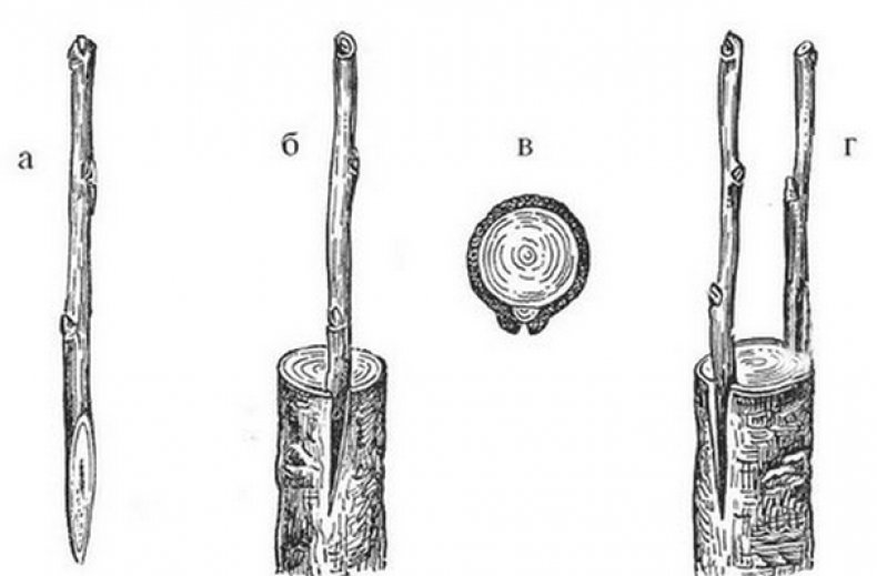 Прививка яблони за кору