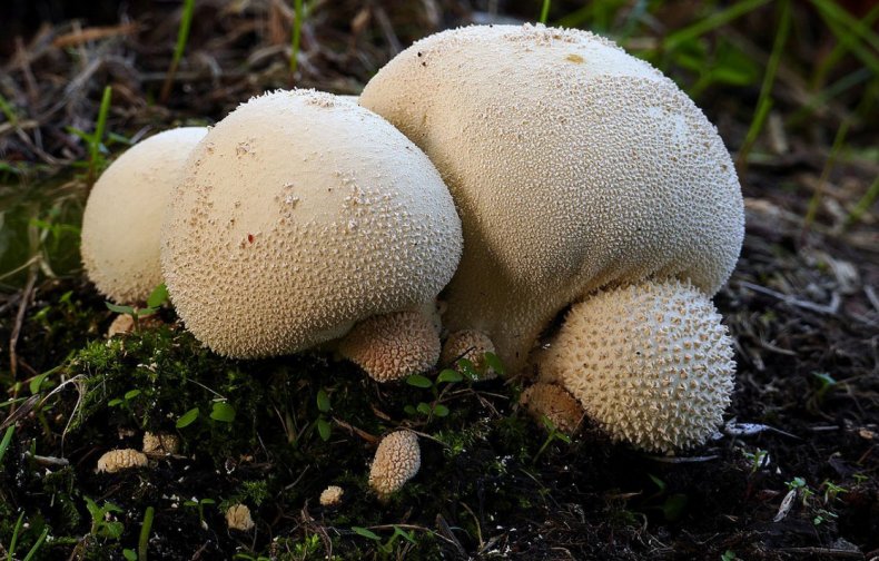 Lycoperdon pyriforme