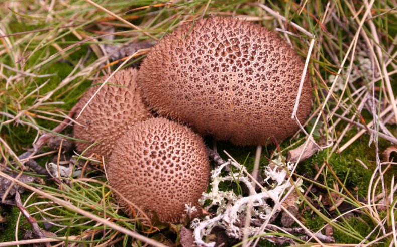 Lycoperdon umbrinum