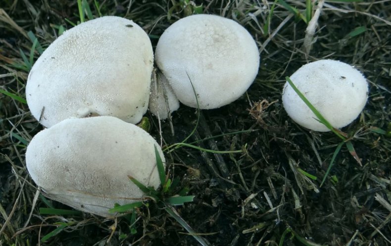 Lycoperdon pratense