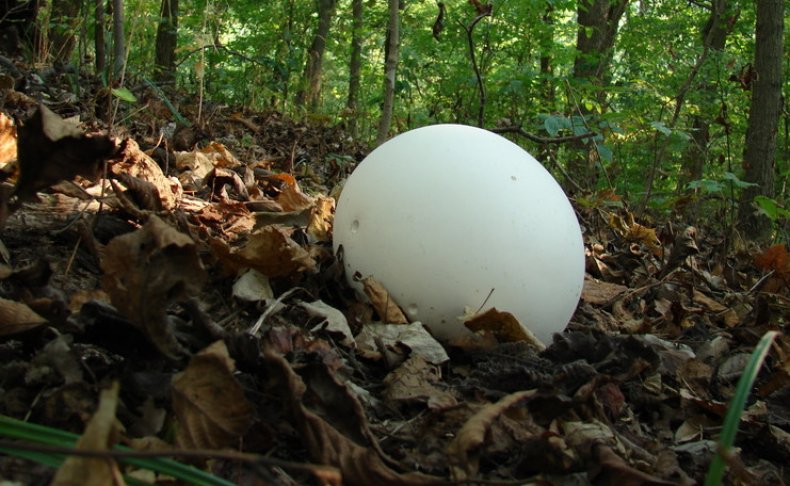 Calvatia gigantea