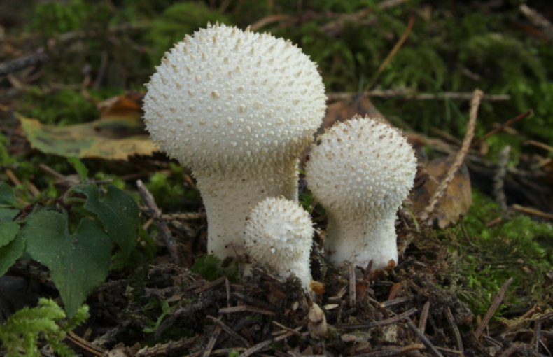 Lycoperdon perlatum