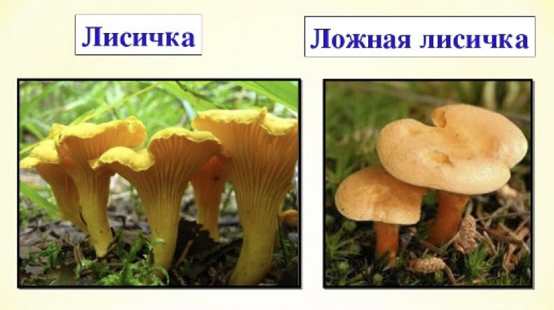 Лисичка и ложная лисичка