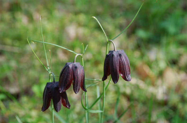 Fritillaria ruthenica