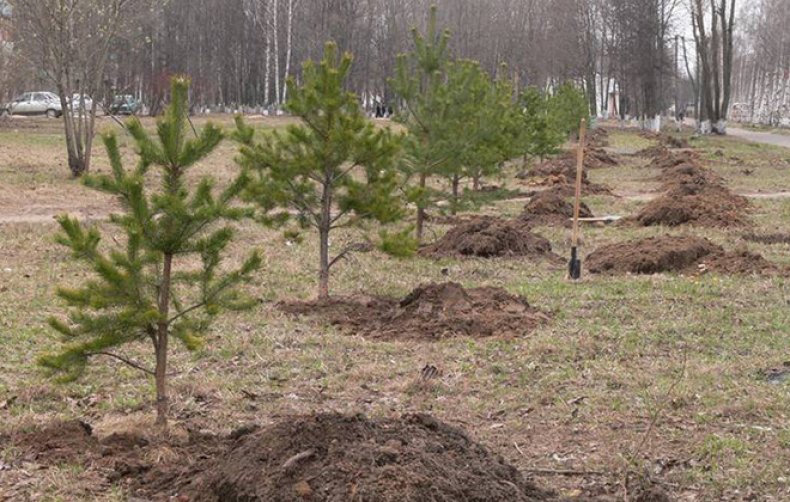 Пересадка сосен