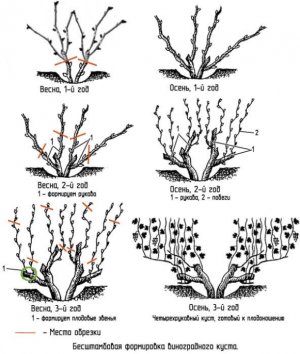 Формирующая обрезка винограда