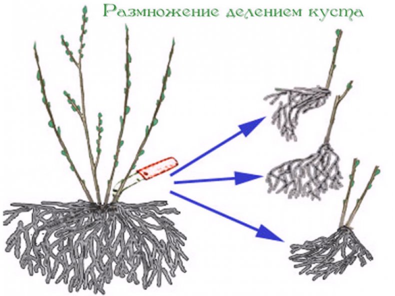 Размножение делением куста