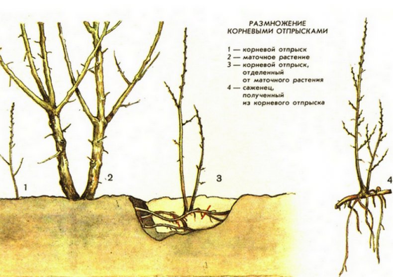 Размножение корневыми отпрысками