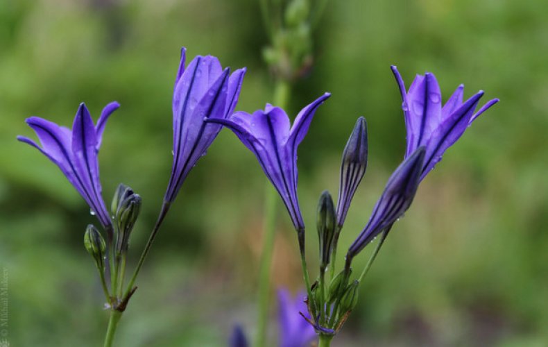 Трителейя рыхлая (Triteleia laxa)