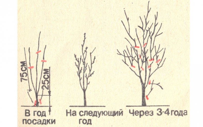 Схема формирования кроны сливы