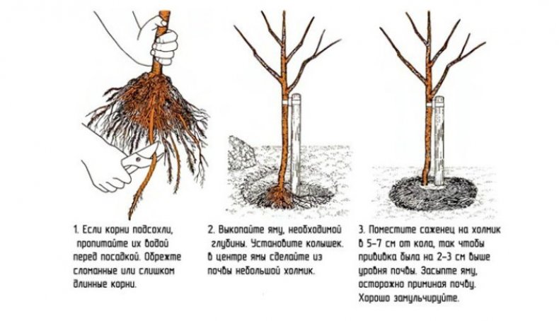 Посадка сливы