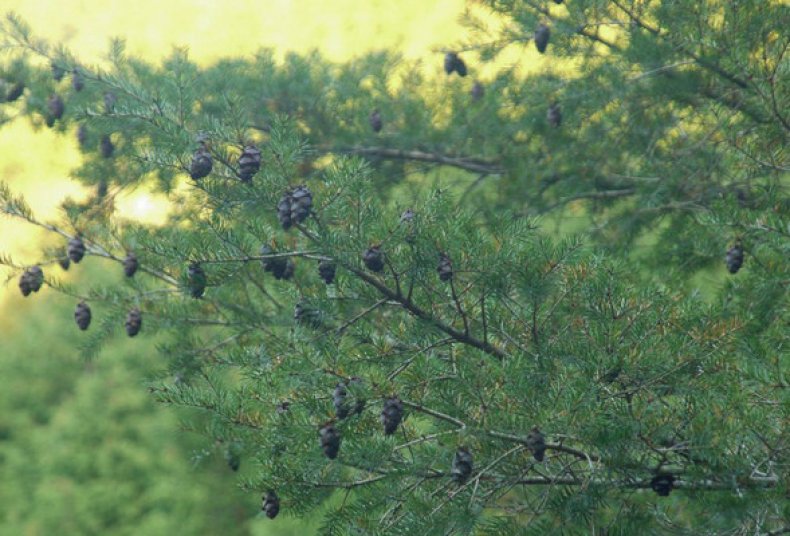 Pseudotsuga japonica