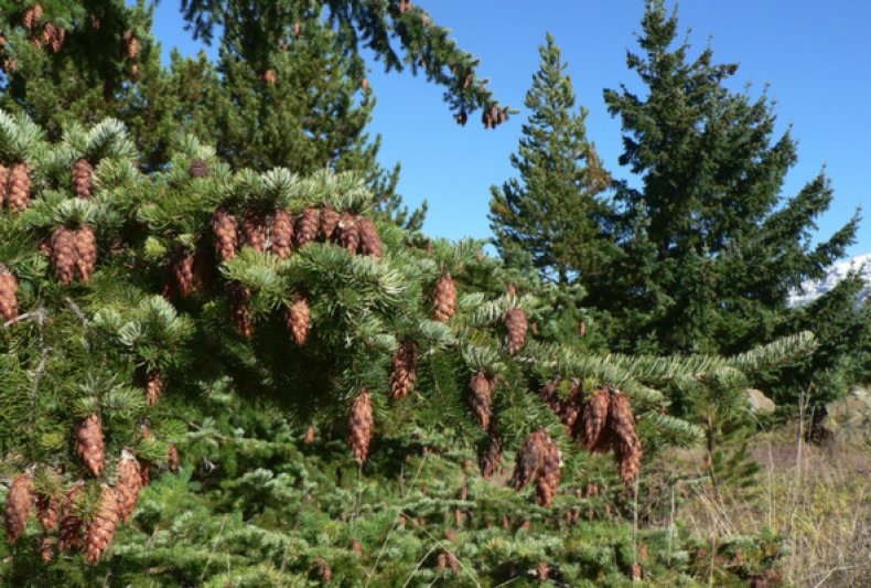 Pseudotsuga menziesii