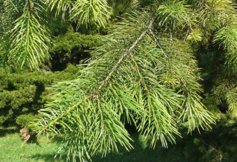 Pseudotsuga macrocarpa