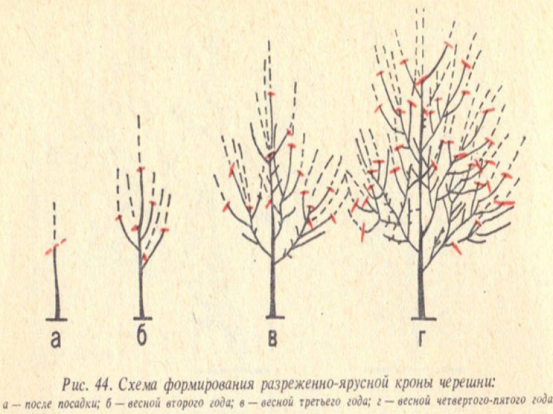 Формирование кроны черешни