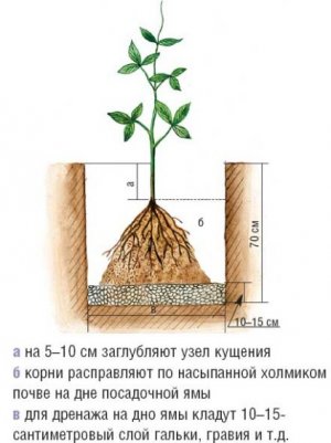 Посадка клематиса