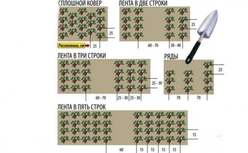 Схема посадки клубники