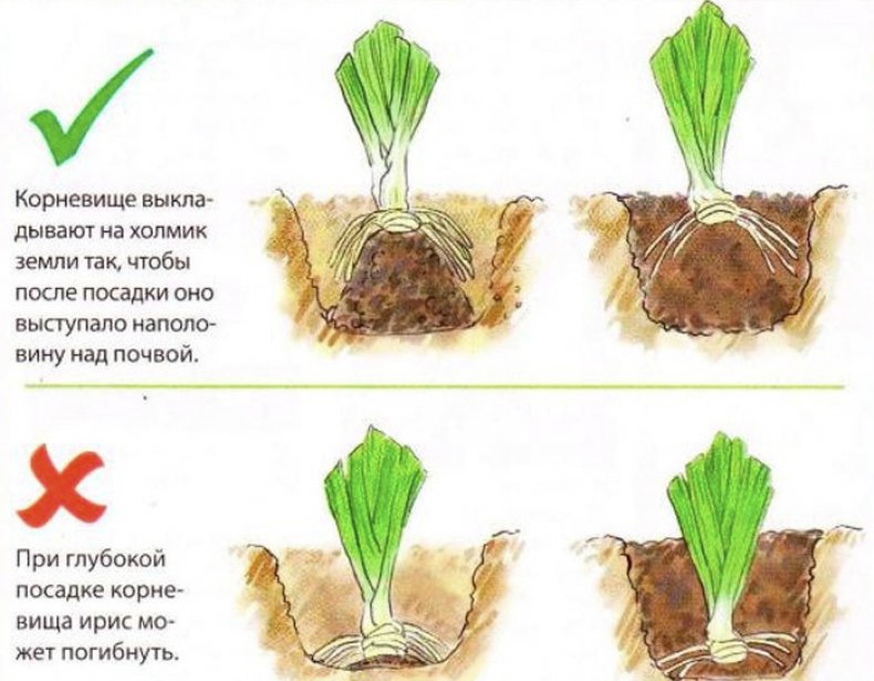 Схема посадки ирисов