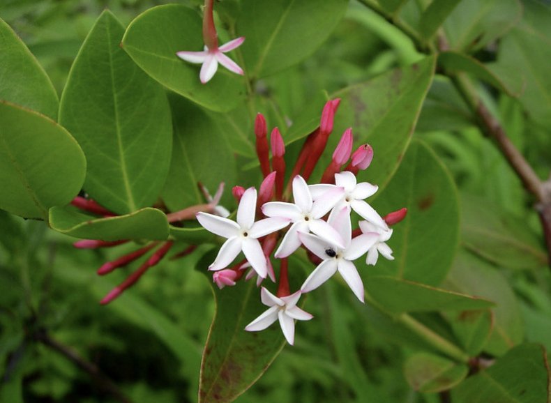 Carissa bispinosa