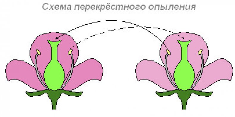 Схема перекрестного опыления