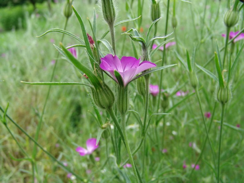 Куколь