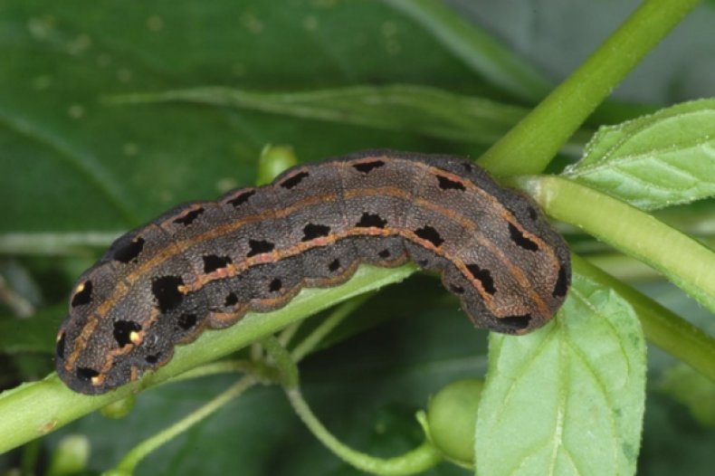 Spodoptera littoralis