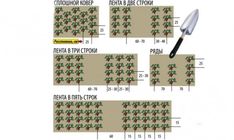 Схема посадки клубники