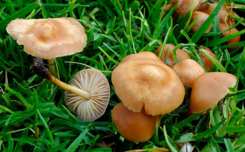 Marasmius oreades