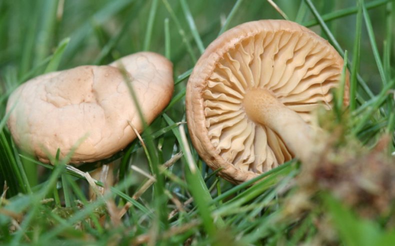 Marasmius oreades