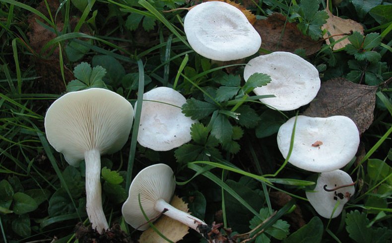 Clitocybe dealbata