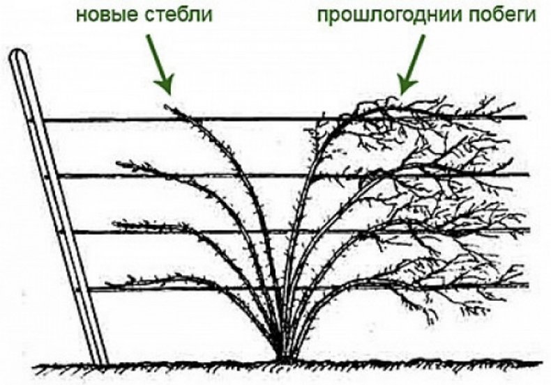 Обрезка ежевики осенью