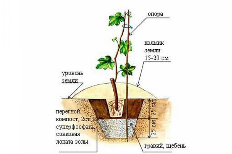 Схема посадки винограда