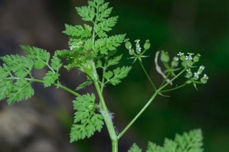 Chaerophyllum