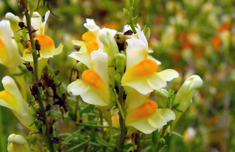 Linaria vulgaris